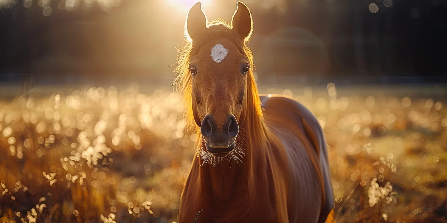 kremacja-zwierzecia-czy-to-dobry-pomysl-1