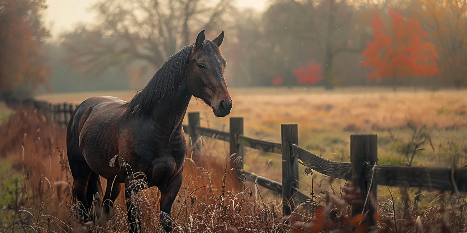 czym-jest-kremacja-zwierzat-1